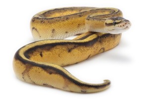 Python regius, genetic stripe